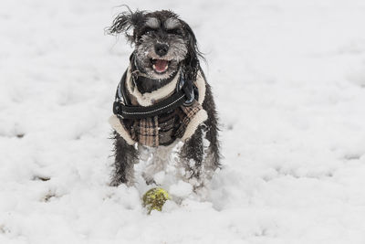 Dog on snow covered land