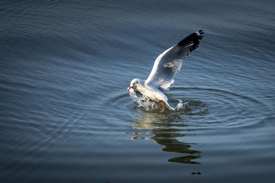 Bird flying over lake