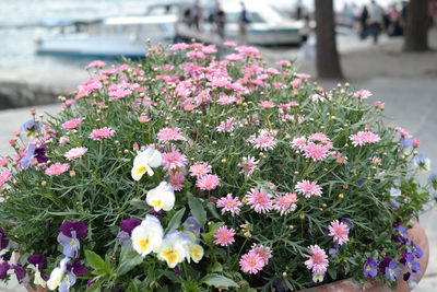 Close-up of pink flowers
