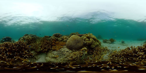 Tropical underwater colorful reef. tropical underwater sea fish. philippines. virtual reality 360.