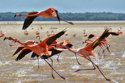 Flamingos on lake