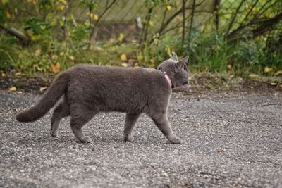 Cat on road