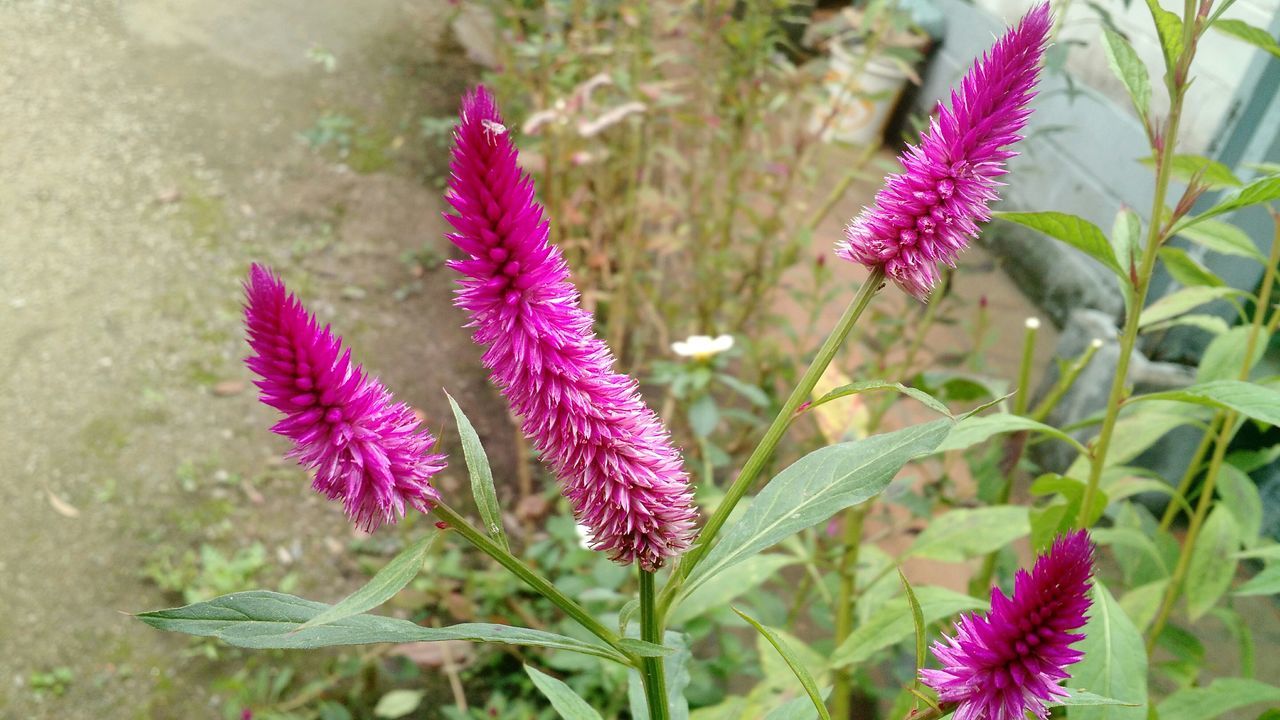 flower, freshness, fragility, growth, pink color, plant, petal, flower head, beauty in nature, close-up, purple, nature, blooming, focus on foreground, thistle, stem, in bloom, pink, field, leaf