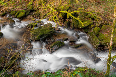 Stream flowing through rocks in forest