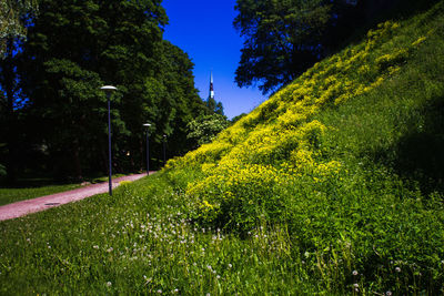 Scenic view of forest against sky