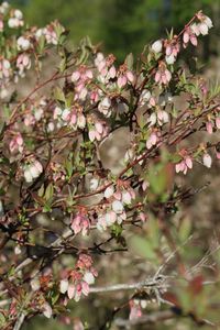 Close-up of white flowers blooming on tree