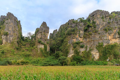 Panoramic view of trees and plants against sky