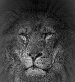 Close-up of majestic lion