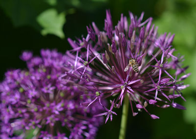 Close-up of purple flowering plant