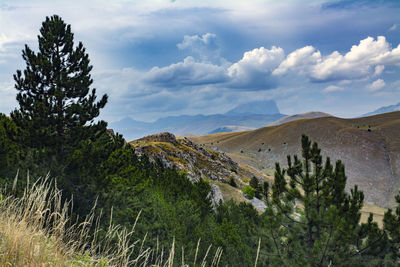 Plants growing on land against sky