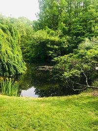 Scenic view of lake amidst trees on field