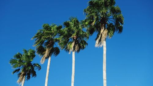 Low angle view of palm trees against clear blue sky