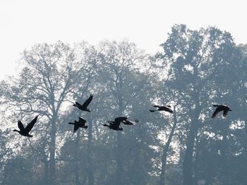 Low angle view of birds flying against clear sky