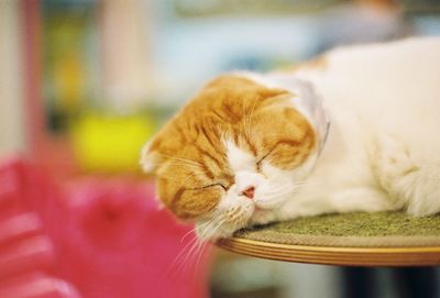 Close-up of cat sleeping
