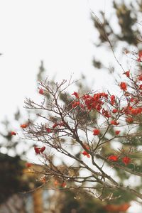 Close-up of pine tree during winter