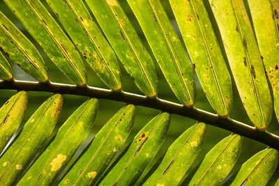 Full frame shot of green leaves