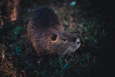 High angle view of an animal on land