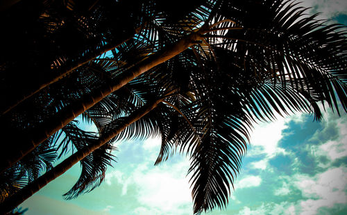 Low angle view of palm tree against blue sky