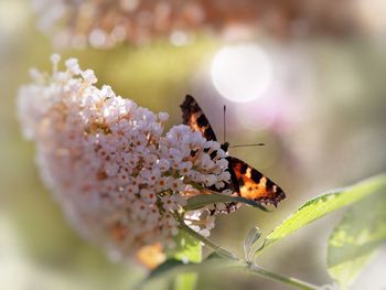 Close-up of butterfly pollinating on flower