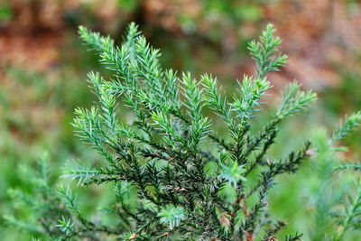 Close-up of pine tree