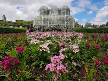 View of pink flowering plants against cloudy sky