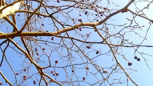 Low angle view of bare tree against blue sky