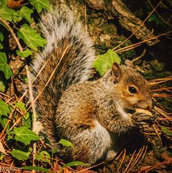 Close-up of squirrel on tree trunk