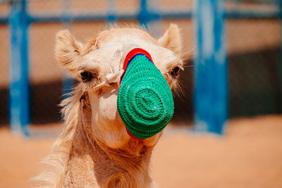 Close-up of a camel