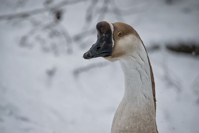 Close-up of swan in lake