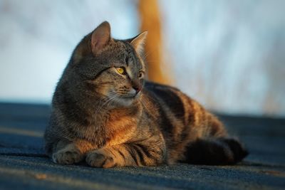 Close-up of a cat looking away