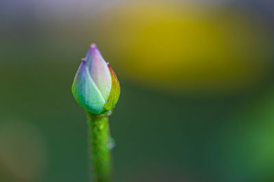 Close-up of flower bud