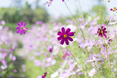 Close-up of pink cosmos flowers