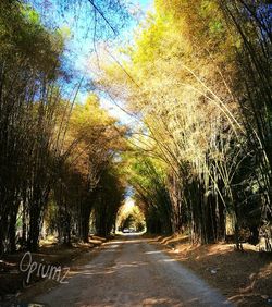 Road amidst trees against sky