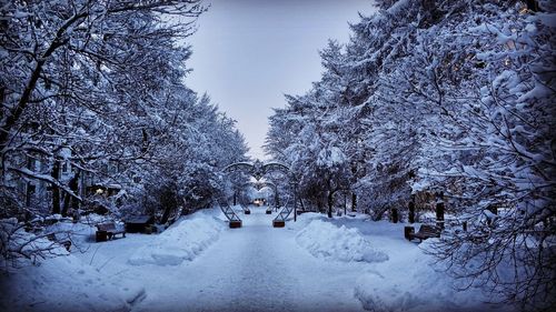 Snow covered plants and trees against sky