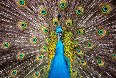 Close-up of peacock