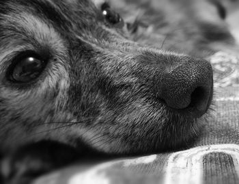 Close-up of dog on bed