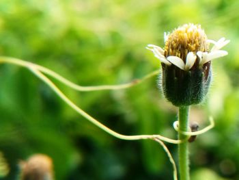 Close-up of flowering plant