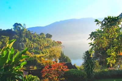 Scenic view of trees and plants against sky