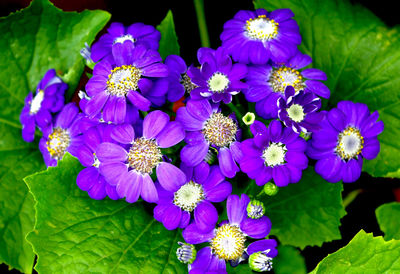 Close-up of purple flowers blooming outdoors