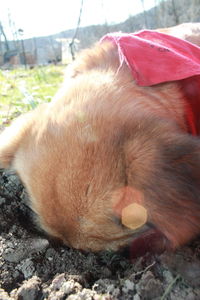 Close-up of dog relaxing outdoors