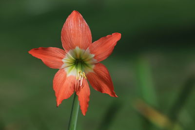 Close-up of red flower