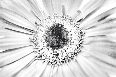 Full frame shot of white flower