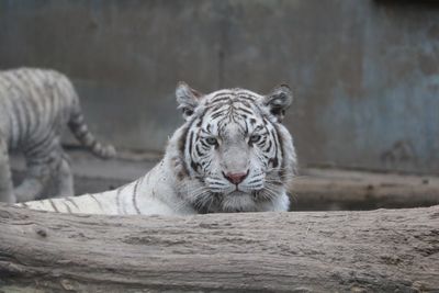 View of a lion in zoo