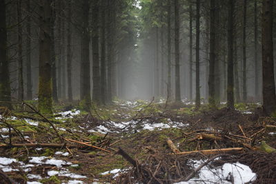 Trees in forest during winter