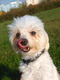 Close-up portrait of dog