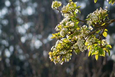 Close-up of flowers on branch