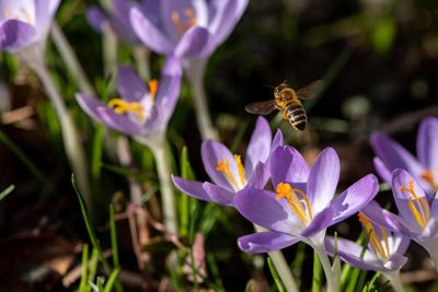 Close-up of bee pollinating on purple flower