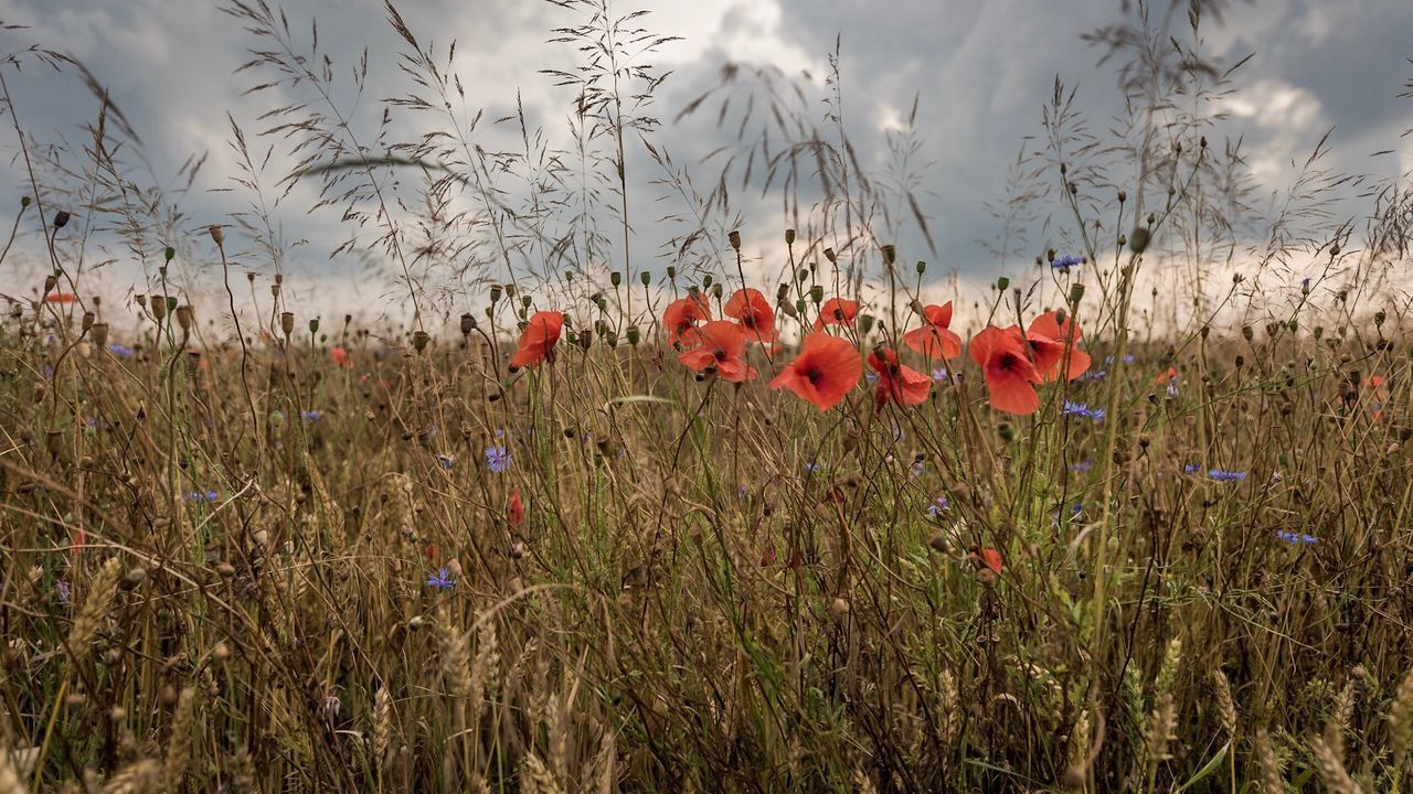 growth, nature, plant, field, flower, poppy, beauty in nature, tranquility, no people, uncultivated, grass, spring, fragility, outdoors, red, rural scene, day, freshness, sky, close-up, flower head