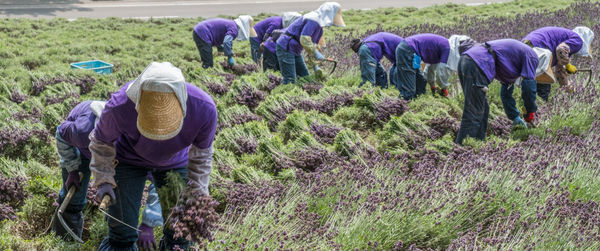 Workers in a lavender field