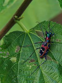 Close-up of insect on leaf